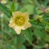 Sida acuta Burm.f.